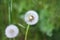 Closeup of fluffy dandelion flower witn half of missing seeds on a green grass background