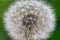 Closeup of fluffy dandelion in a green field in summer