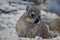 Closeup of a fluffy dassie on the beach in Hermanus in South Africa