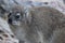 Closeup of a fluffy dassie on the beach in Hermanus in South Africa