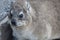 Closeup of a fluffy dassie on the beach in Hermanus in South Africa