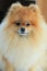 Closeup fluffy face pomeranian dog