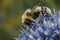 Closeup on a fluffy haire queen White-tailed bumblebee , Bombus lucorum