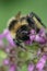 Closeup on a fluffy male Field cuckoo-bee, Bombus campestris a bumblebee parasite , on a purple flower