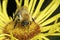 Closeup on a fluffy orange Brown banded carder bee , Bombus pascuorum, sitting on a yellow Inula flower