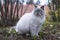 Closeup of fluffy Ragdoll cat sitting on a meadow