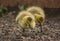 Closeup of the fluffy small yellow ducklings walking on the ground