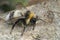 Closeup on a fluffy White tailed bumblebee, Bombus lucorum, sitting on a stone