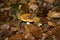 Closeup of a fly agaric covered in dry leaves in a forest under the lights