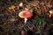 Closeup of fly agaric mushroom