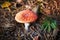 Closeup of fly agaric mushroom