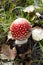 Closeup of fly agaric mushroom