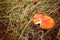 Closeup of fly agaric mushroom