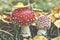 Closeup of fly agarics. Autumn still life