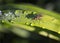 Closeup of Fly on Dewy Grass