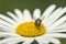 Closeup of a fly feeding of nectar on a white Marguerite daisy flower in a private or secluded home garden. Macro and