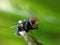 closeup fly standing on grass