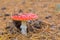 Closeup flyagaric mushroom