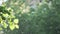 Closeup flying poplar fluff at summer city park on natural sun light and green foliage branches