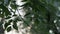 Closeup flying poplar fluff at summer city park on natural sun light and green foliage branches