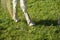 Closeup of foal hooves, animal walking on the grass