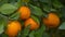 Closeup Focus Changes Mandarins among Leaves at New Year