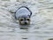 Closeup focus shot of an adorable seal swimming in the sea