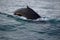 Closeup focus shot of a large whale diving into the ocean