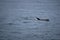 Closeup focus shot of a single dolphin emerging out of water