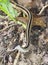 Closeup Focus Stacked Image of an Eastern Ribbon Snake