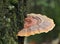 Closeup Focus Stacked Image of a Large Shelf Mushroom Growing on a Tree