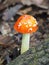 Closeup Focus Stacked Image of a Poisonous Fly Agaric Mushroom Growing in the Georgia Woods