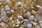 Closeup Focus Stacked Image of Polished or Tumbled Beach Agates