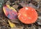 A Closeup Focus Stacked Image of Russula emetica, The Sickner, Mushroom Growing in the Woods