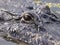 Closeup Focus Stacked Image Showing the Eyes and Head of a American Alligator