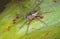 Closeup Focus Stacked Image of a Water Spider Resting on a Leaf