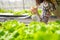 Closeup of foggy water spray bottle in female farmer hand spraying to sprout hydroponics vegetable in greenhouse nursery