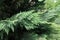 Closeup of foliage of Port Orford cedar