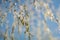 Closeup of foliage sparkles in silver and gold