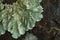 Closeup, Foliose lichen, a species of foliose lichen, on a branch of a tree in tropical rainforest