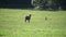 Closeup footage of a dark-colored Roosevelt elk walking with her calf on a farm