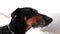 Closeup footage of doberman\'s head standing outdoors at snowstorm in a slow motion