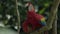 Closeup footage of a red parrot with a colorful tail perched on a wooden tree in a jungle