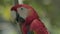 Closeup footage of a red parrot with a colorful tail perched on a wooden tree in a jungle