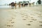 Closeup footprints of cows on the sand with blurred group of cows waling along the beach