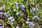 Closeup of Forbes\\\' Glory-of-the-Snow (Scilla forbesii) wildflowers blooming