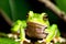 closeup A Forest Frog\\\'s Serenade by the Enchanting Waterfall