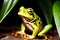 closeup A Forest Frog\\\'s Serenade by the Enchanting Waterfall