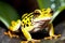 closeup A Forest Frog\\\'s Serenade by the Enchanting Waterfall