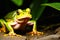 closeup A Forest Frog\\\'s Serenade by the Enchanting Waterfall